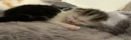 Mixed Breed cats for sale: 5 beautiful kittens looking for a forever home❤️ - Advert 5