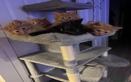 Birman cats for sale: Birman X  - Image 1