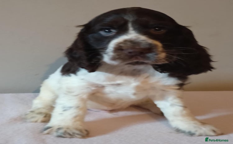 Cocker Spaniel dogs - Advert 8