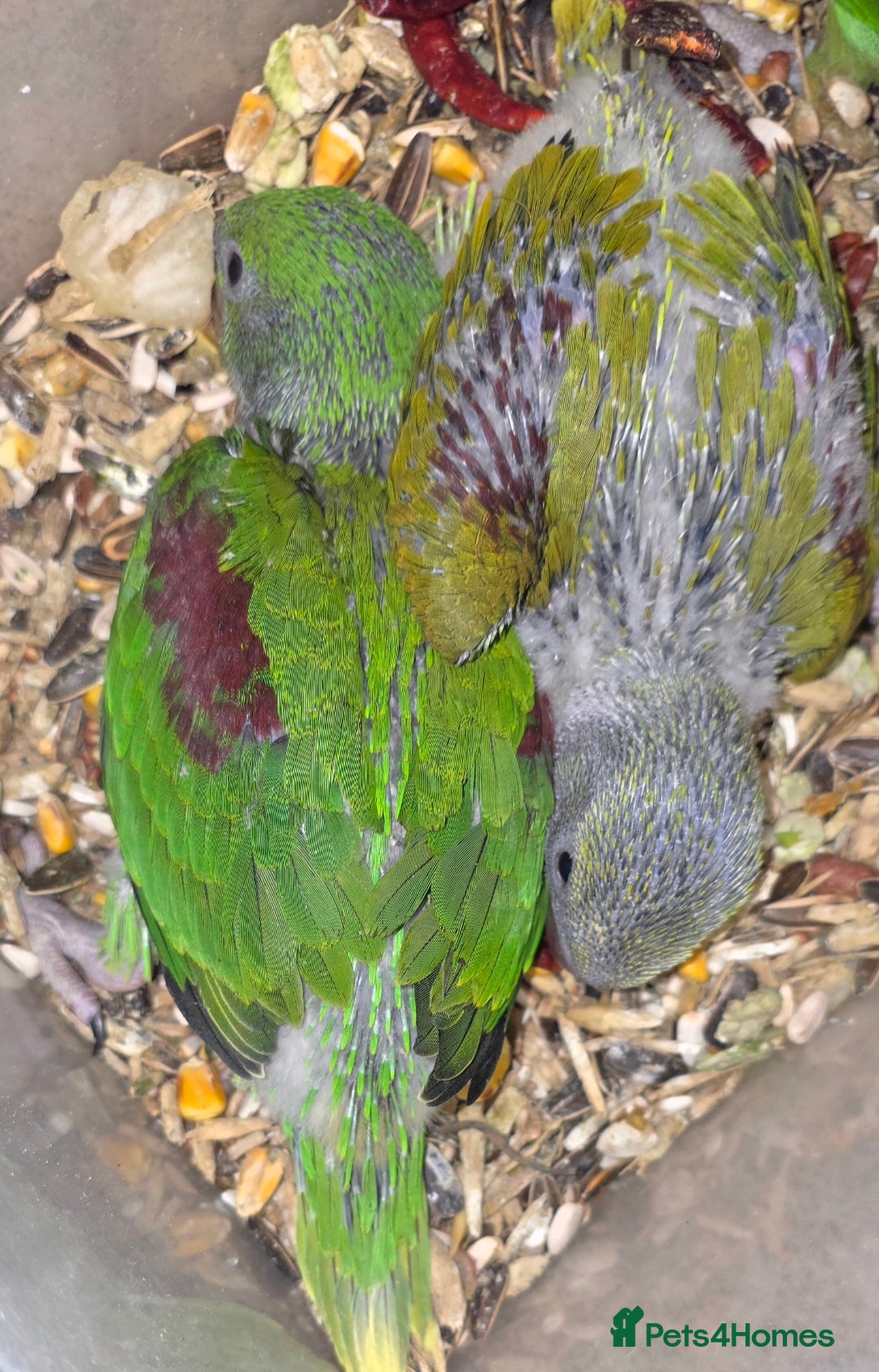 Parakeets birds proven pair Alexanderine gives olive chiks - Advert 22
