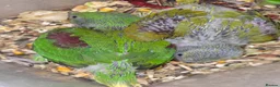 Parakeets birds for sale: proven pair Alexanderine gives olive chiks - Advert 4