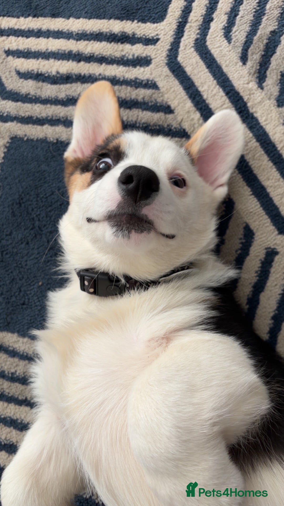 Welsh Corgi Pembroke dogs Welsh pembrook corgi - Advert 7