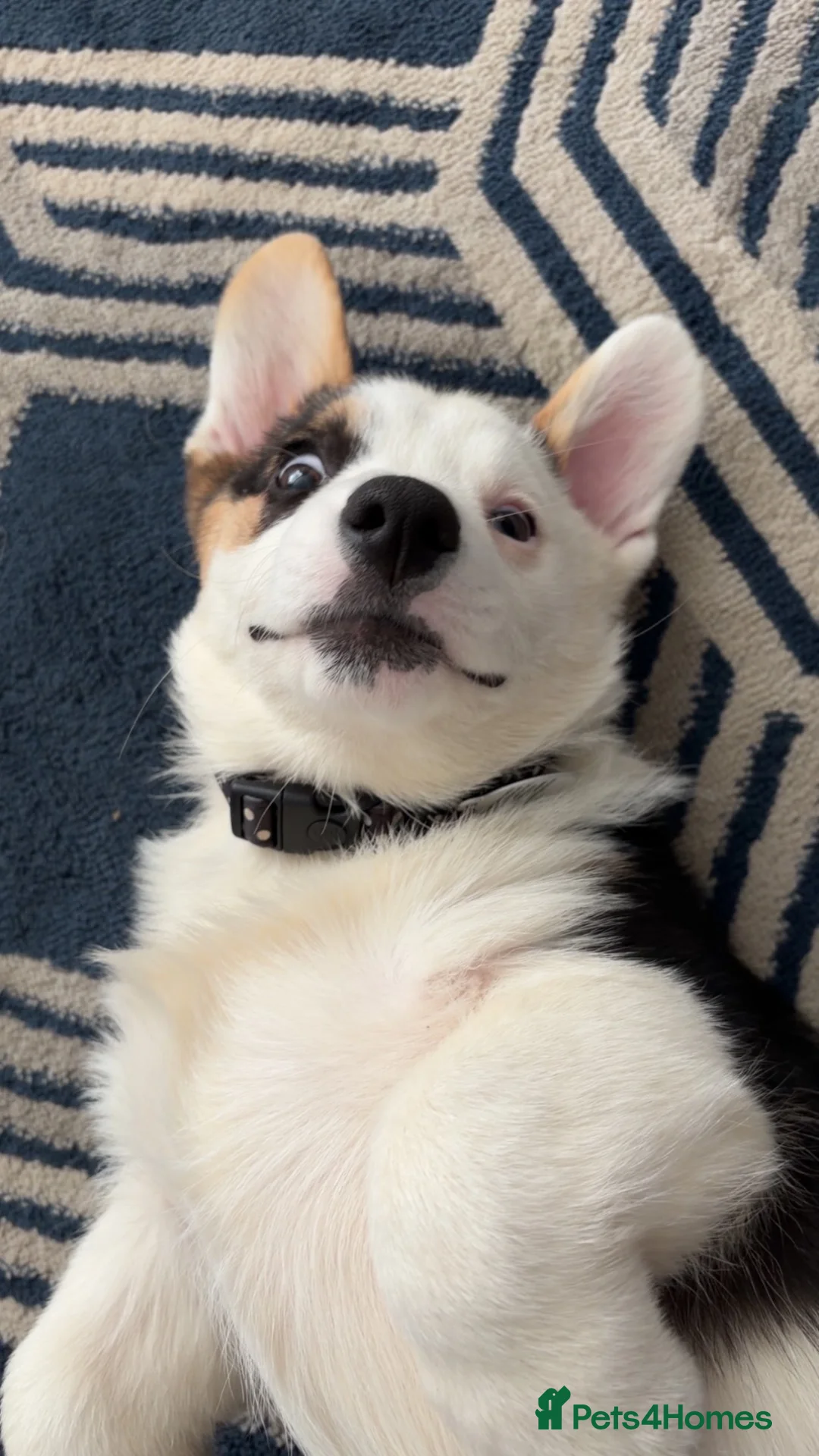 Welsh Corgi Pembroke dogs for sale: Welsh pembrook corgi - Advert 1