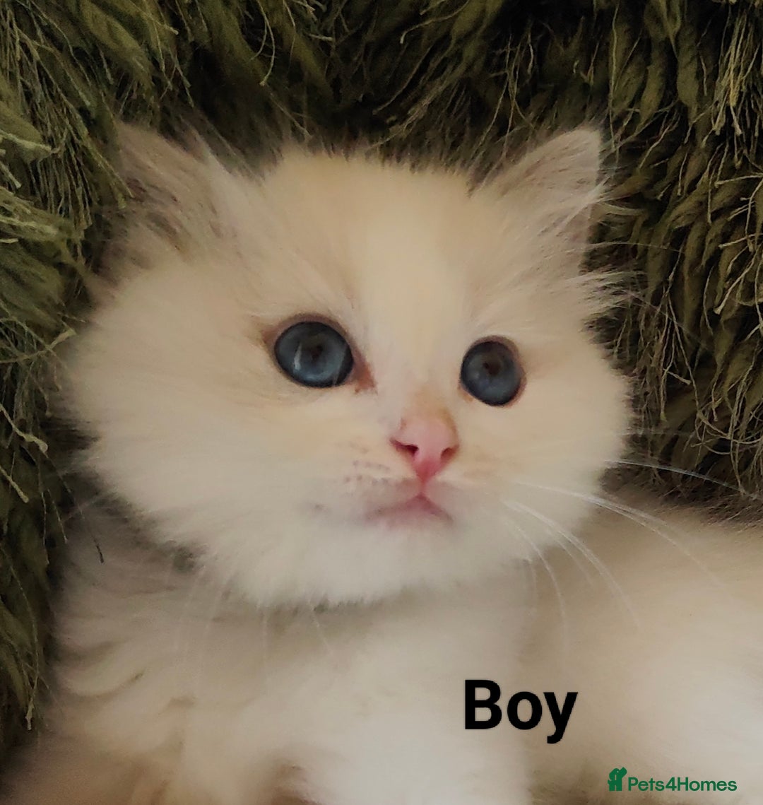 Ragdoll cats for sale: GCCF REGISTERED EUROPEAN LINE RAGDOLL KITTENS  - Image 17