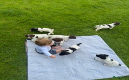 English Springer Spaniel dogs for sale: **8 LEFT! STUNNING KC REG SPRINGER SPANIEL PUPPIES - Image 5
