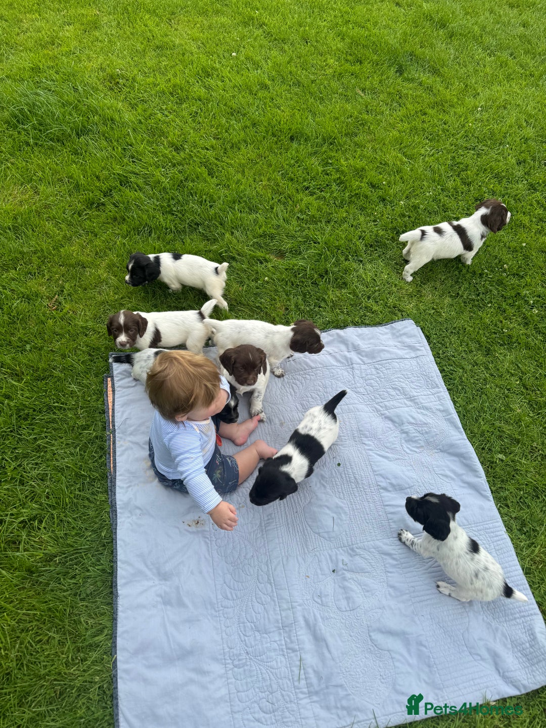 English Springer Spaniel dogs for sale: **8 LEFT! STUNNING KC REG SPRINGER SPANIEL PUPPIES - Image 5