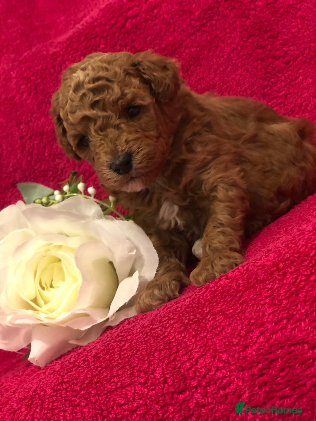 Toy Poodle dogs for sale: Tiny toy poodle puppies  Asian lines  - Image 5