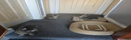 Domestic Shorthair cats for sale: 5 beautiful tabby kittens for Sale!!! - Advert 5