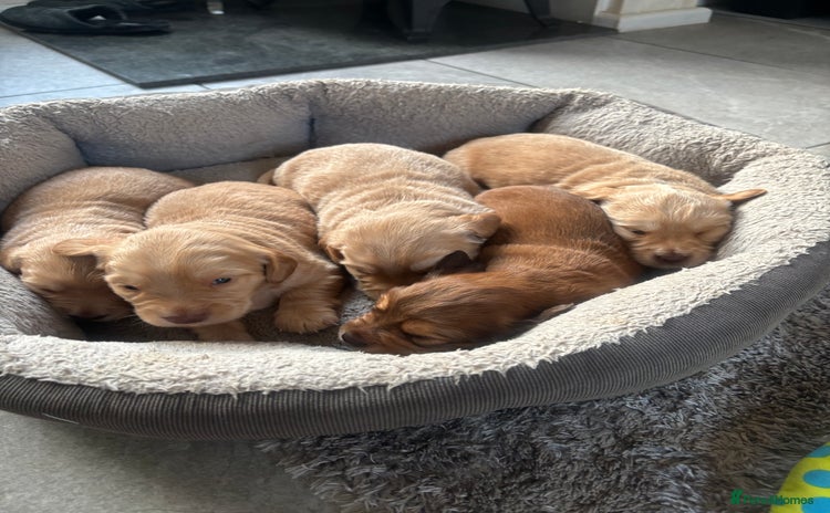 Mixed Breed dogs - Advert 1