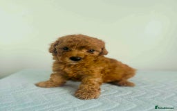 Maltipoo dogs for sale: 🐾 F1BB Maltipoo Puppies  - Image 5
