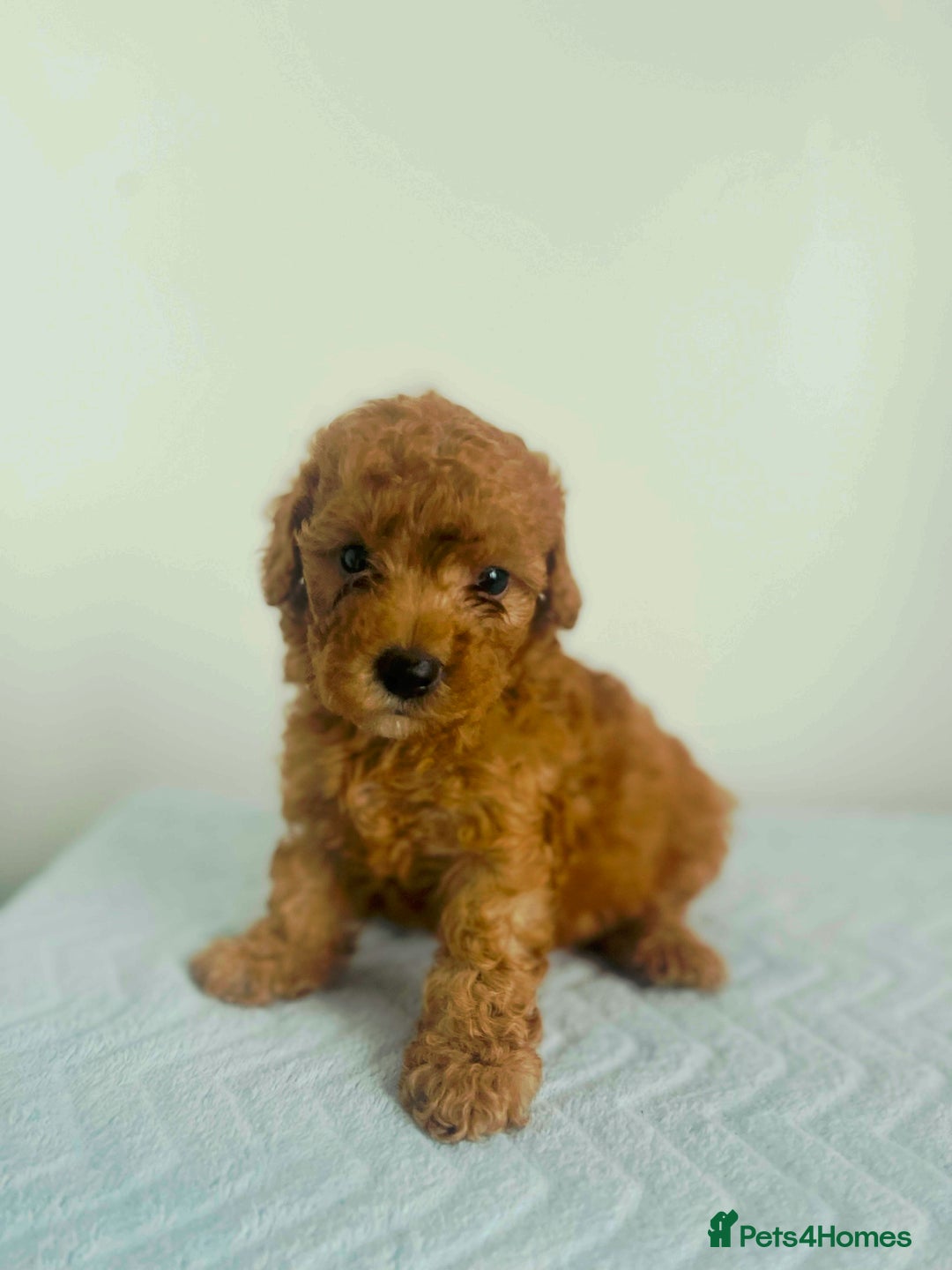 Maltipoo dogs for sale: 🐾 F1BB Maltipoo Puppies  - Image 5