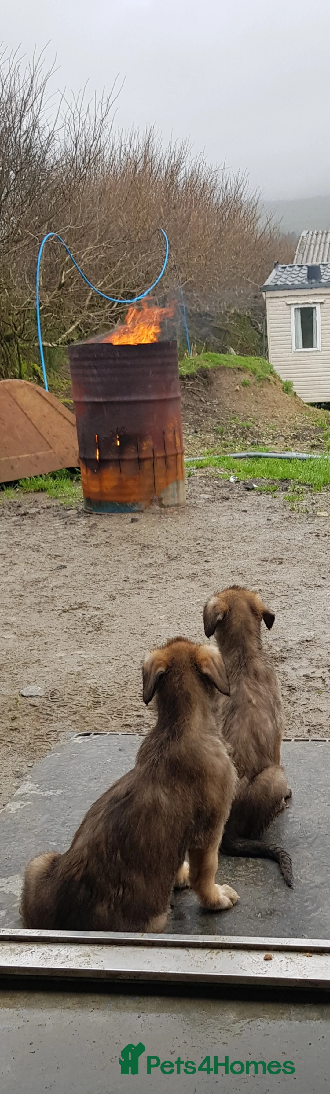 Irish Wolfhound dogs for sale: Exquisite KC registered Irish Wolfhound litter - Advert 2