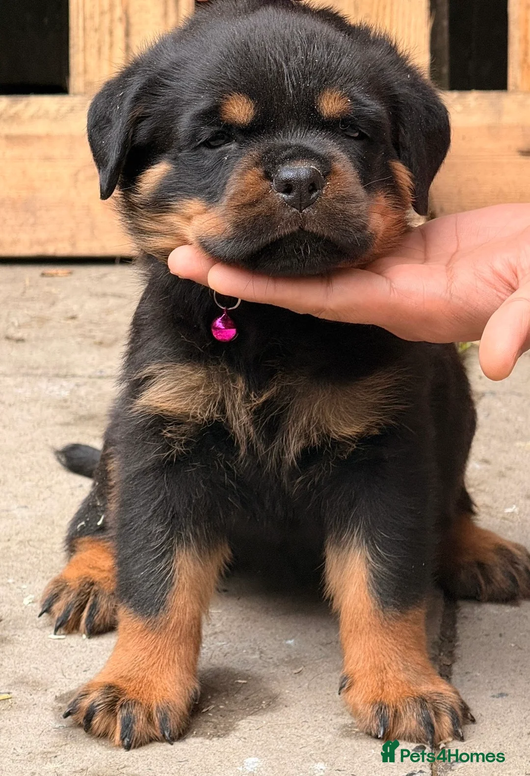 Rottweiler dogs for sale: Top quality kc pups for sale timitor X edelstein - Advert 15