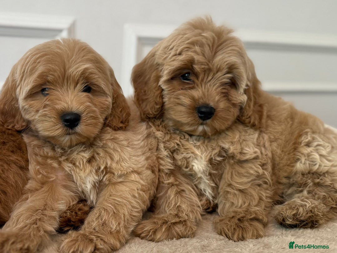 Cavapoo dogs for sale: Cavapoo puppy’s Extensively health tested parents - Image 9