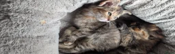 Mixed Breed cats for sale: Two female kittens looking for forever home 🥰 - Advert 2