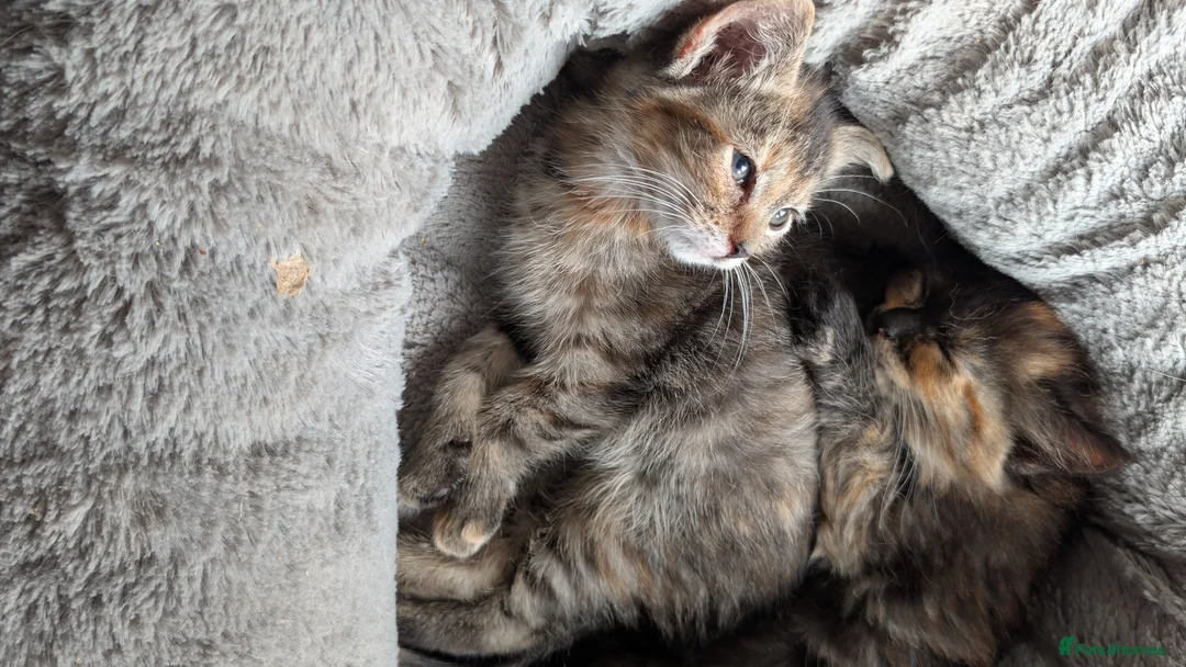 Mixed Breed cats for sale: Two female kittens looking for forever home 🥰 - Advert 2