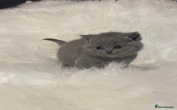 British Shorthair cats for sale: British Shorthair kittens - Image 6