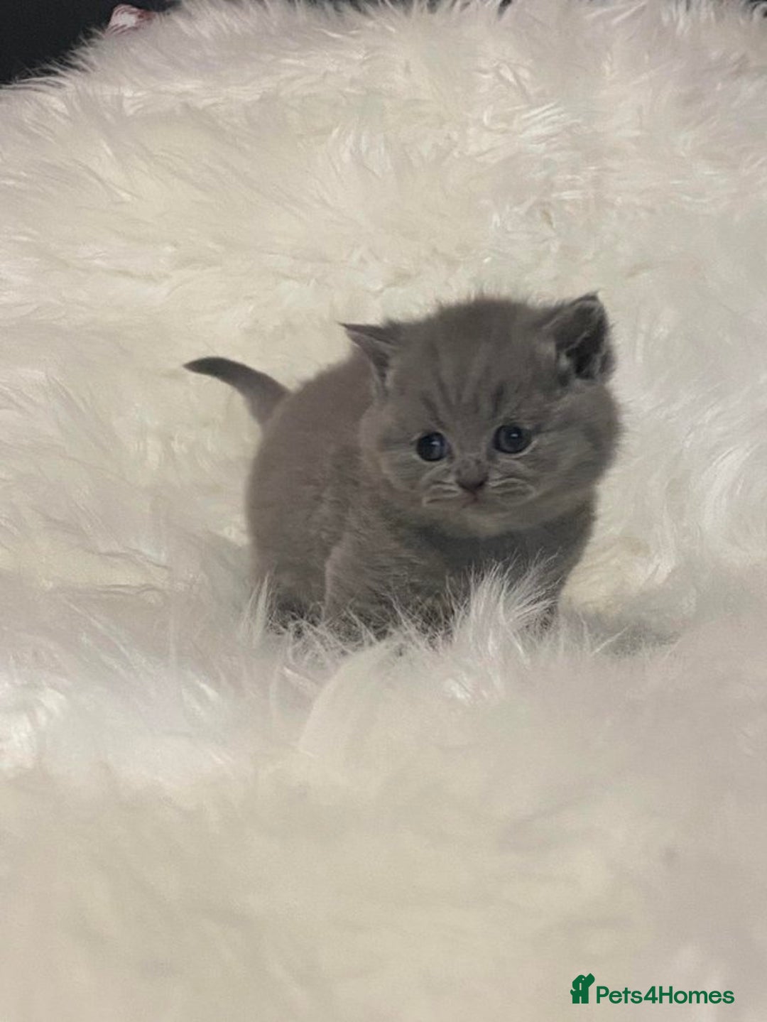 British Shorthair cats for sale: British Shorthair kittens - Image 6