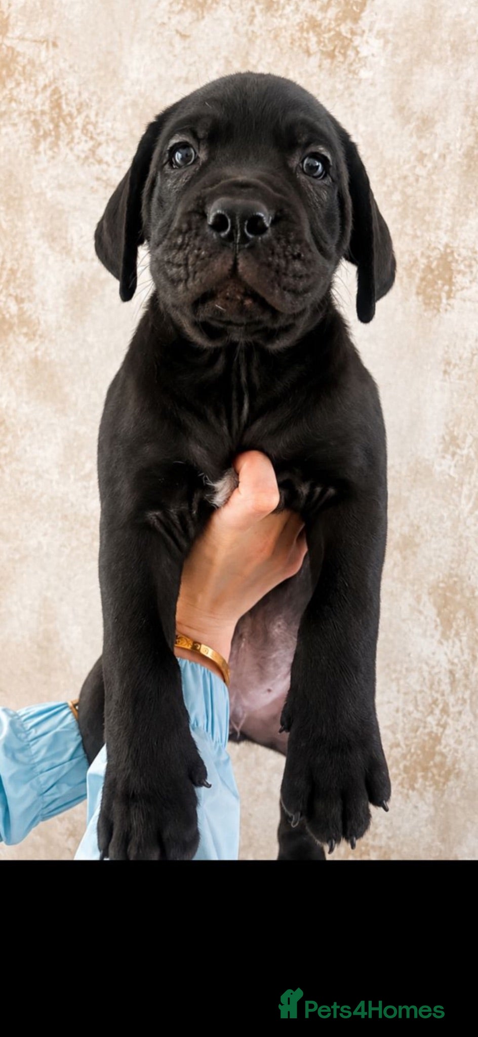Cane Corso dogs Chucky cane corso puppy’s  - Advert 2