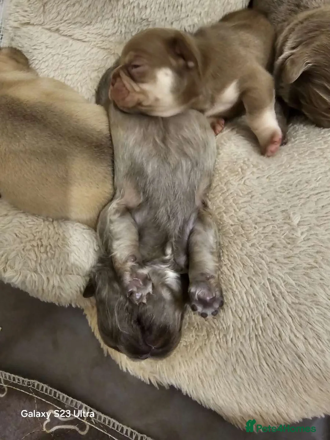 French Bulldog dogs for sale: French bulldog puppys for sale  - Advert 24