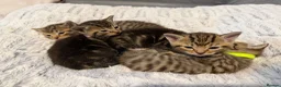 Mixed Breed cats for sale: Beautiful kittens  in Ipswich - Advert 16