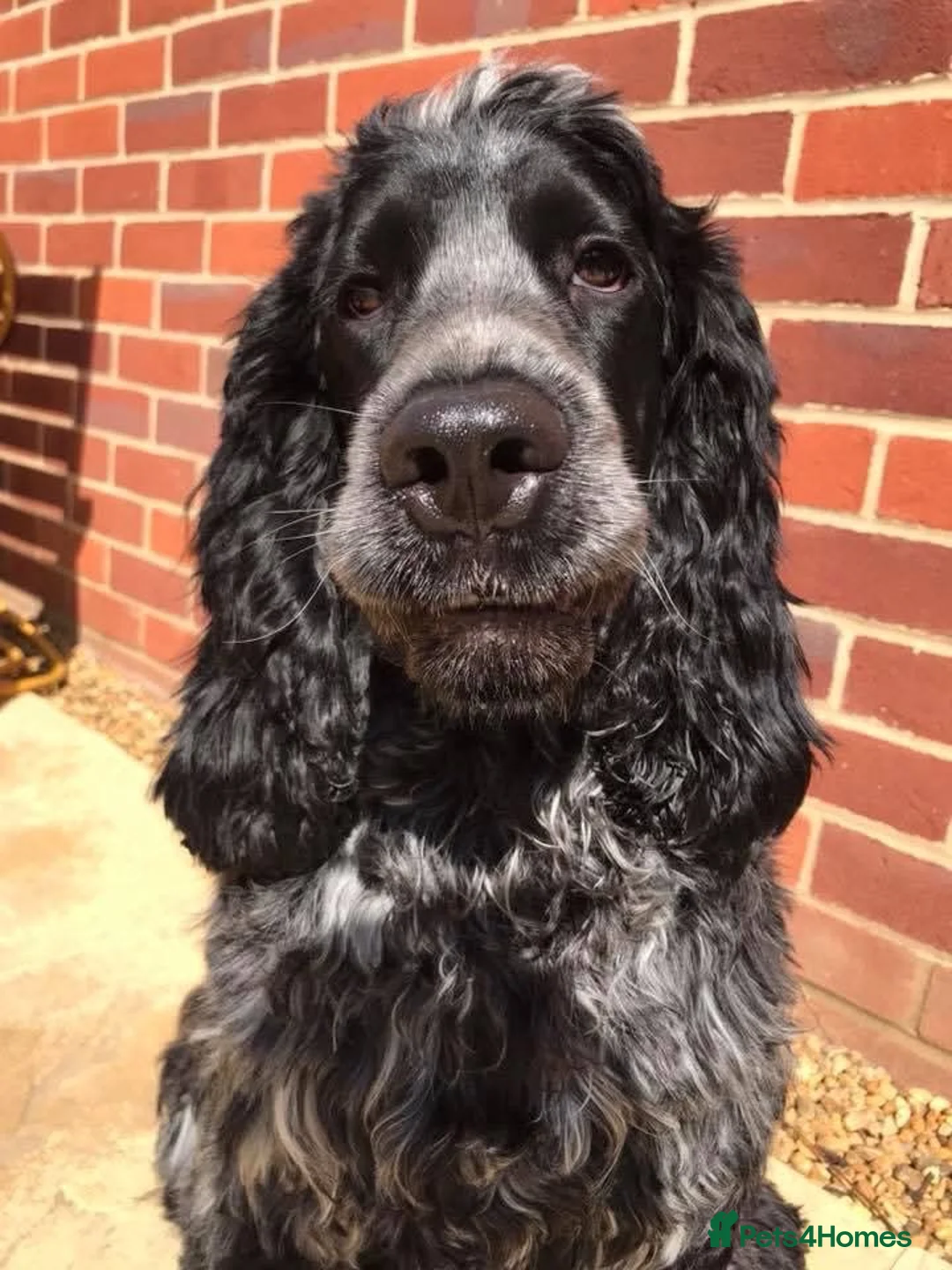 Cocker Spaniel dogs for sale: Ralph cocker spaniel  - Advert 1