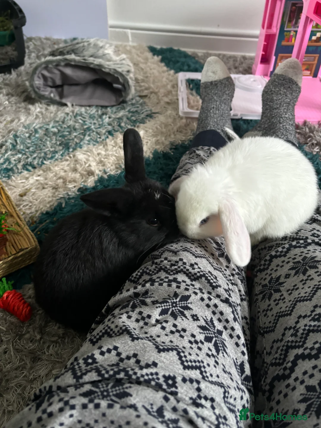 Mixed Breed rabbits for sale: 2 bonded rabbits brother and sister for new home - Advert 12