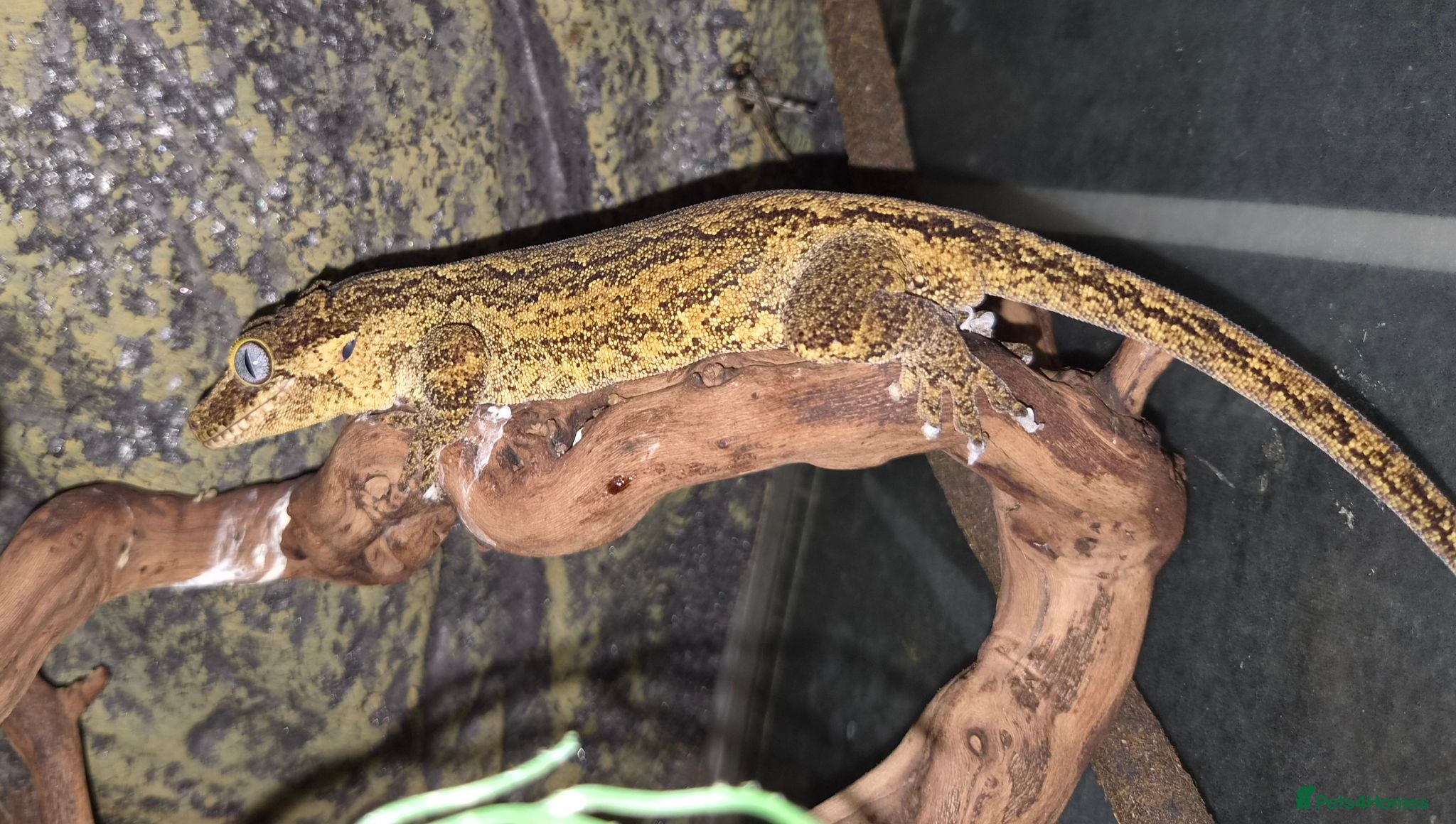 Gecko reptiles Gargoyle gecko  - Advert 1