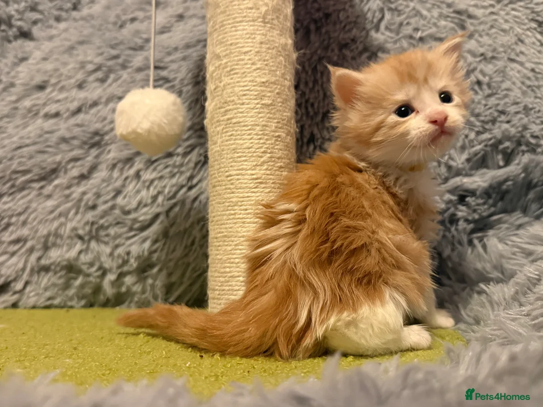 Maine Coon cats for sale: Maine coon kittens reds stunning pedigree’s  - Advert 34