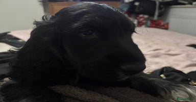 Cocker Spaniel dogs - Advert 10