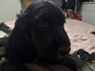 Cocker Spaniel dogs Male Black and Tan cocker spaniel puppies - Advert 8