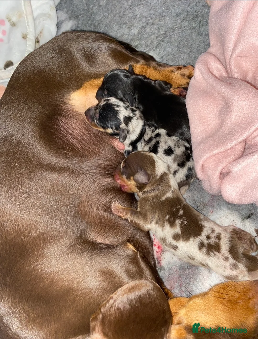 Miniature Dachshund dogs for stud: FOR STUD STUNNING SILVER DAPPLE in Benfleet - Advert 10