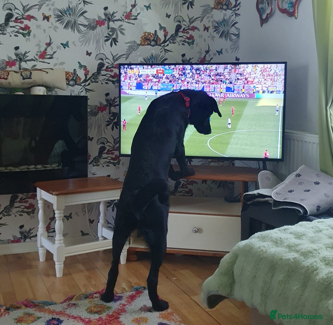 Borador dogs for sale: Lovely 2 year old lab/collie for sale - Advert 13