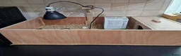 Tortoise reptiles for sale: Baby horsefield tortoise with full set up  - Advert 3