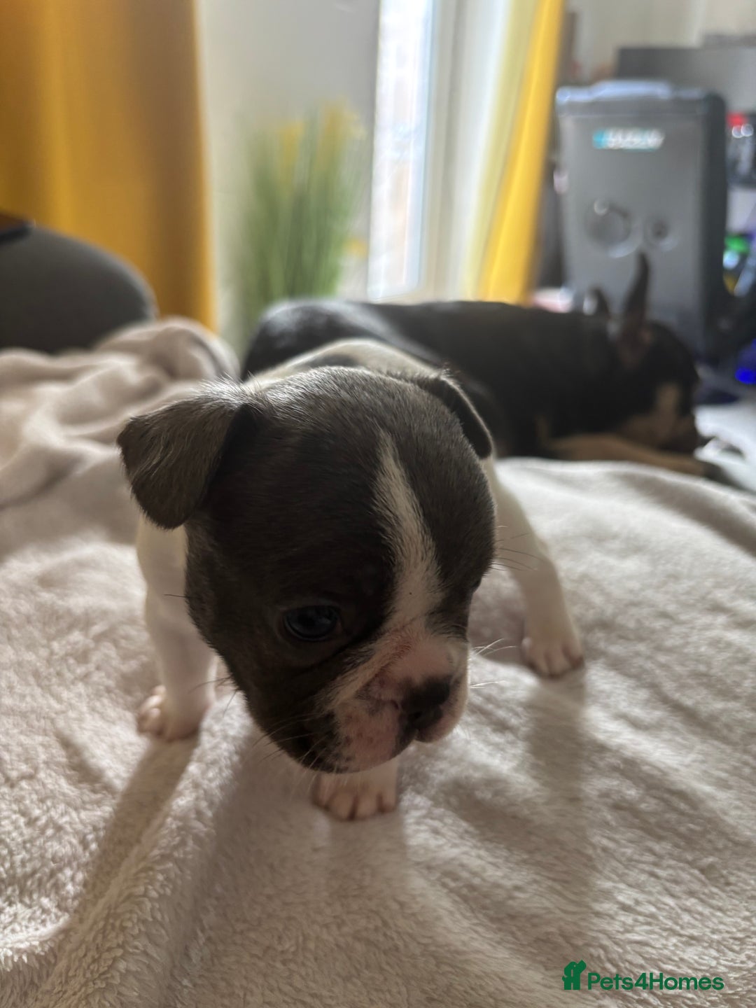 French Bulldog dogs for sale: Adorable French bulldog puppies for sale - Image 27