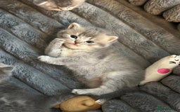 British Shorthair cats for sale: British Shorthair kittens  - Image 29