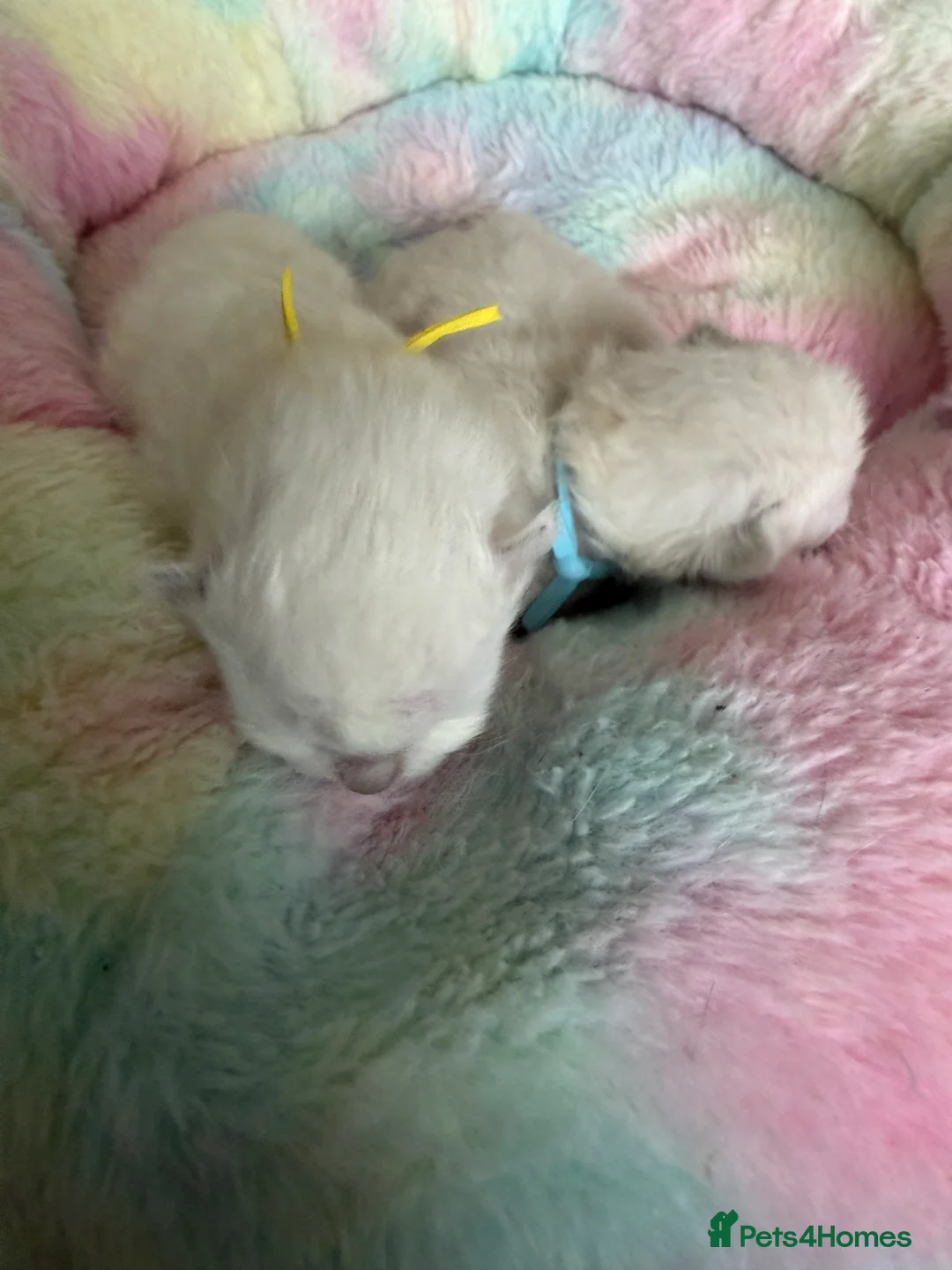 Ragdoll cats for sale: PEDIGREE RAGDOLL KITTENS  - Advert 6