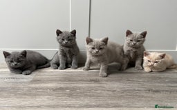 British Shorthair cats for sale: GCCF registered British shorthair kittens - Image 6