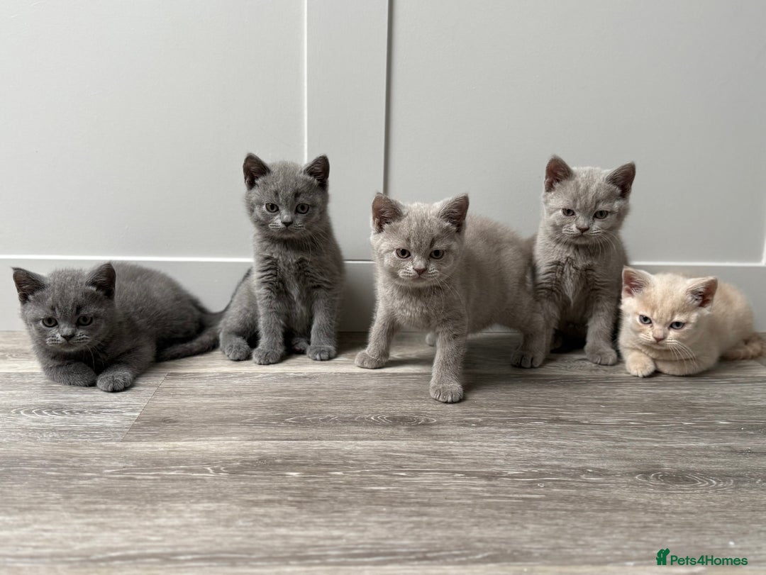 British Shorthair cats for sale: GCCF registered British shorthair kittens - Image 6
