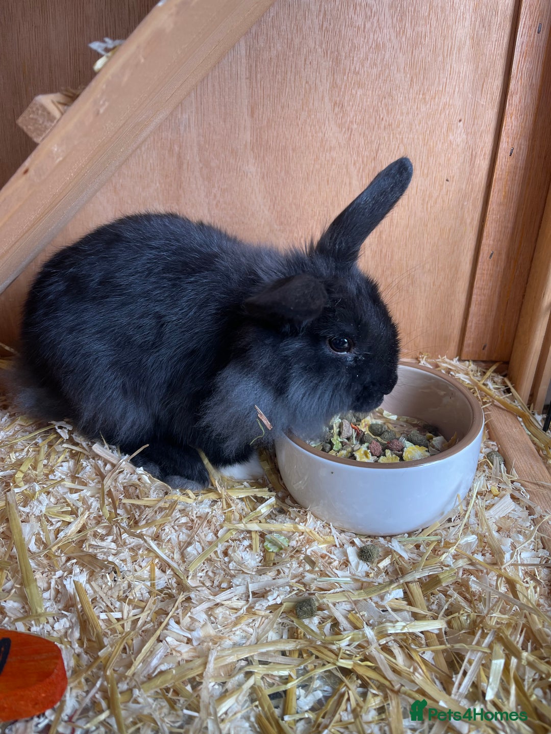 Lionhead rabbits for sale: 1 year old lion haired female rabbit  - Image 5