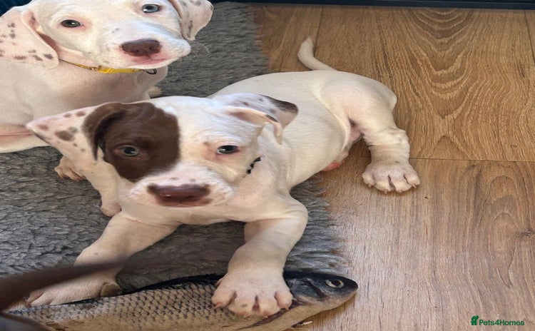 Mixed Breed dogs in St Albans - Advert 3