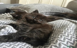 Ragdoll cats for sale: 1/2 Ragdoll 1/2 british Blue MIx Kittens - Image 2