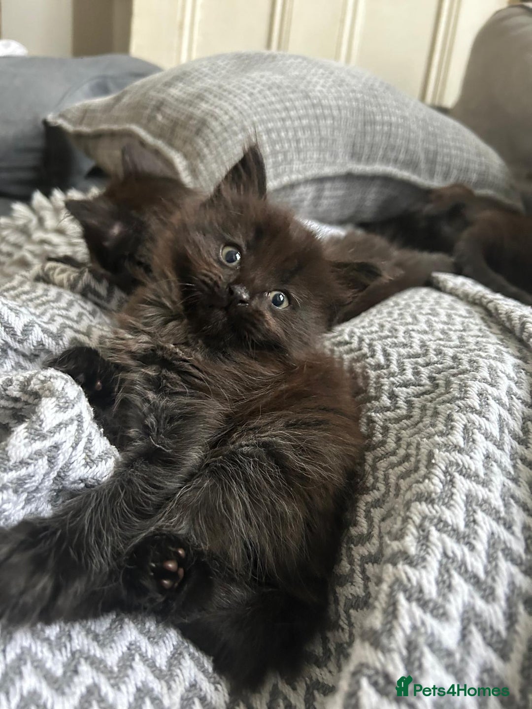 Ragdoll cats for sale: 1/2 Ragdoll 1/2 british Blue MIx Kittens - Image 2