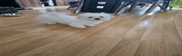 Maltese dogs for sale: Adorable Maltese Puppies for Sale - Advert 34