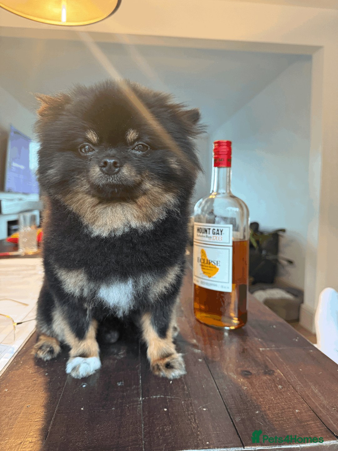 Pomeranian dogs for stud: KC Registered Black & Tan Male 2.3kg in Brighton - Advert 7