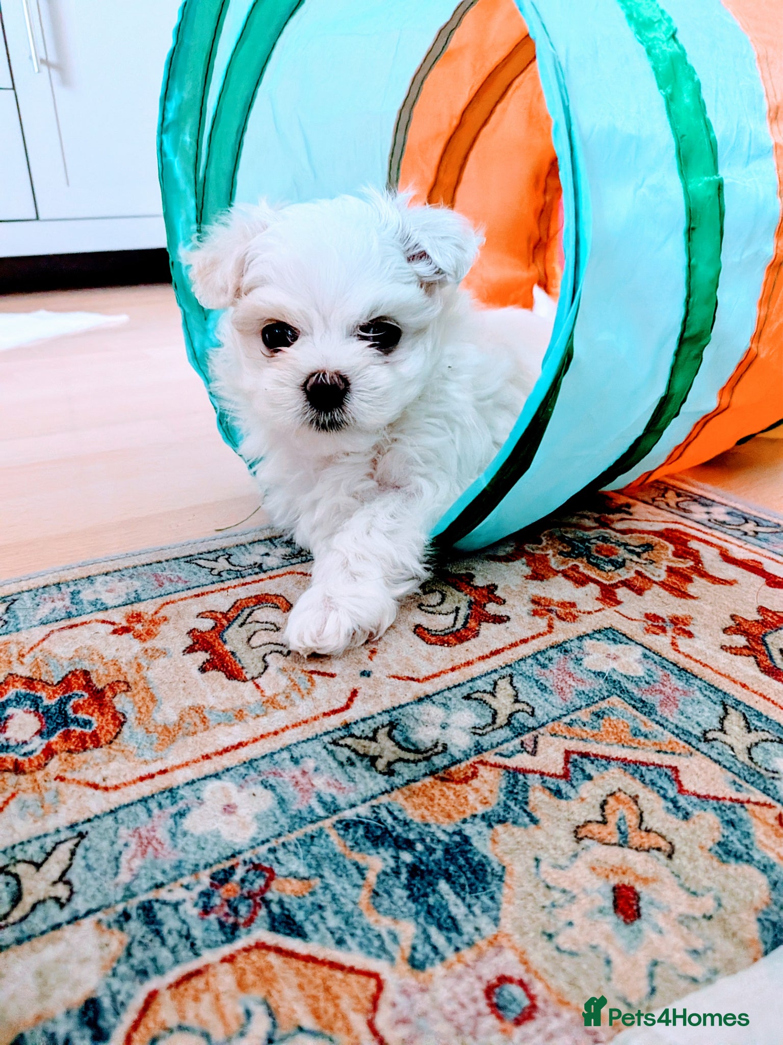 Maltese dogs Beautiful Tiny Maltese puppies  - Advert 2