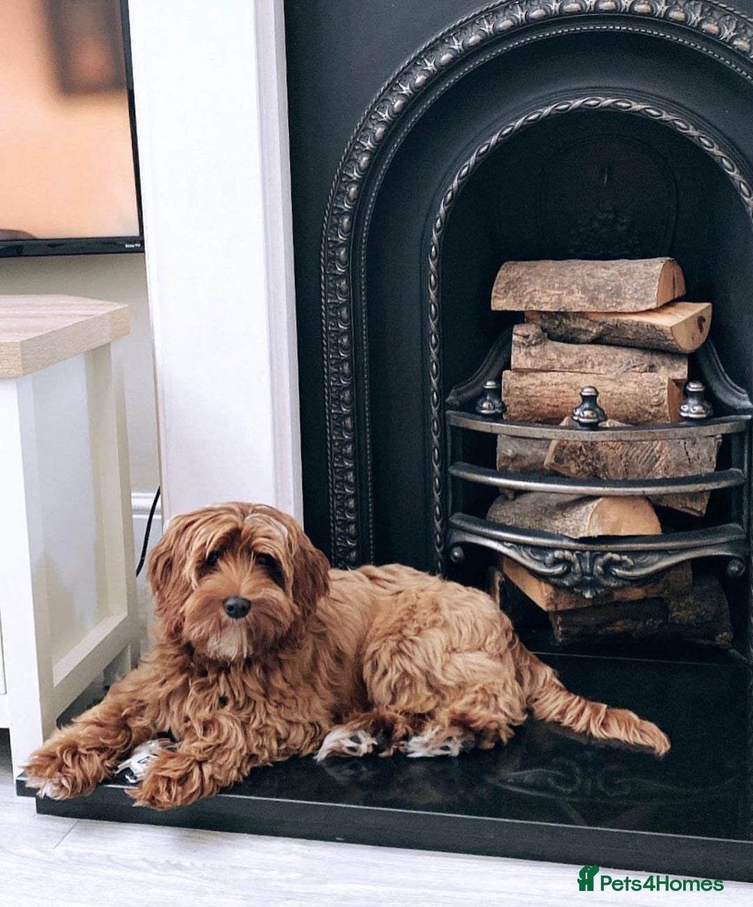 Cavapoo dogs for sale: Extensively Health Tested F1b Cavapoo Puppies  - Advert 4