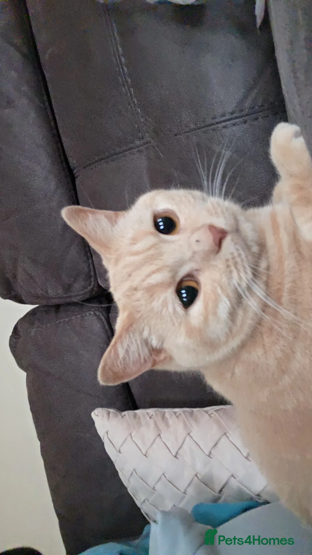 British Shorthair cats for sale: Beautiful blonde British shorthair - Advert 3