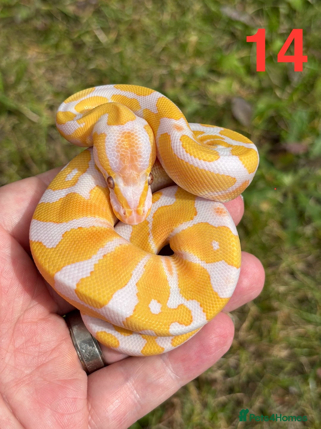Python Snake reptiles for sale: Ball Python / Royal Python Hatchlings and Adults - Image 15