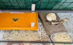 Chickens poultry for sale: Serama Chicks available to preorder  - Image 3